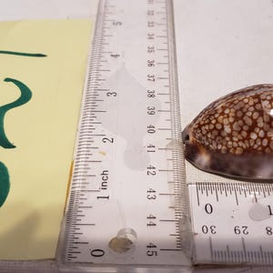 May include: A brown and white seashell with a speckled pattern, next to a ruler showing inches. The shell is approximately 1.5 inches long. A yellow tag with the number 824 is also visible.