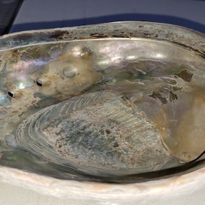 May include: A large, iridescent abalone shell with a natural, organic texture. The shell is a light brown color with hints of green and purple. The inside of the shell is smooth and has a pearly sheen.