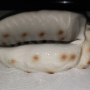 May include: A white seashell with brown spots, shaped like a bowl. The shell is smooth and has a glossy finish.