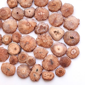 Puede incluir: Colección de rodajas de ágata pulidas, circulares, en tonos marrones y beige. Cada rodaja muestra patrones y texturas únicos, con anillos concéntricos y formaciones cristalinas. Dispuestas sobre una superficie blanca.