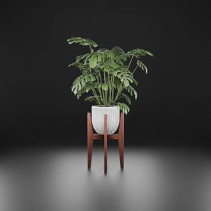 Peut inclure: Une plante Monstera en pot avec de grandes feuilles vertes fendues dans un pot blanc et nervuré. Le pot est posé sur un support en bois à trois pieds. Le fond est gris foncé. Le pot mesure environ 76 cm de haut.