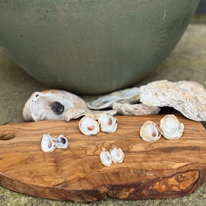 oyster stud earrings