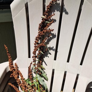 Op de afbeelding: Een bundel gedroogde zuringstengels met lange, slanke stelen bedekt met trossen kleine, roestbruine zaden. De plant heeft aan de basis verschillende groene, lancetvormige bladeren, waarbij de bruine zaadhoofden een gebogen, getextureerde vorm hebben.