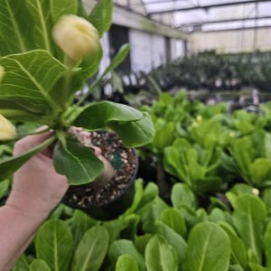 Anthurium Esmeraldense - Etsy