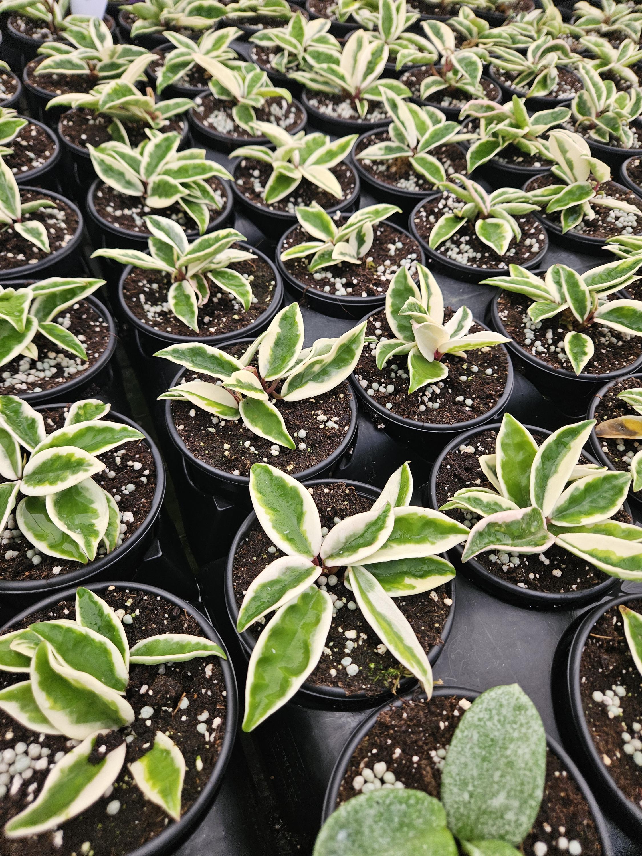 Hoya Krinkle 8 Albo Albomarginata - Etsy