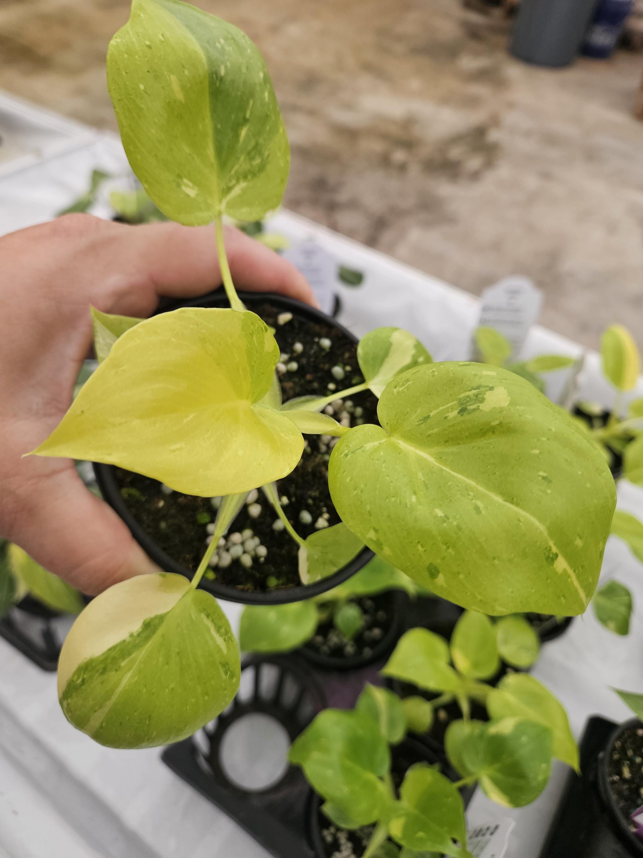 Philodendron Warscewiczii Variegated - Etsy