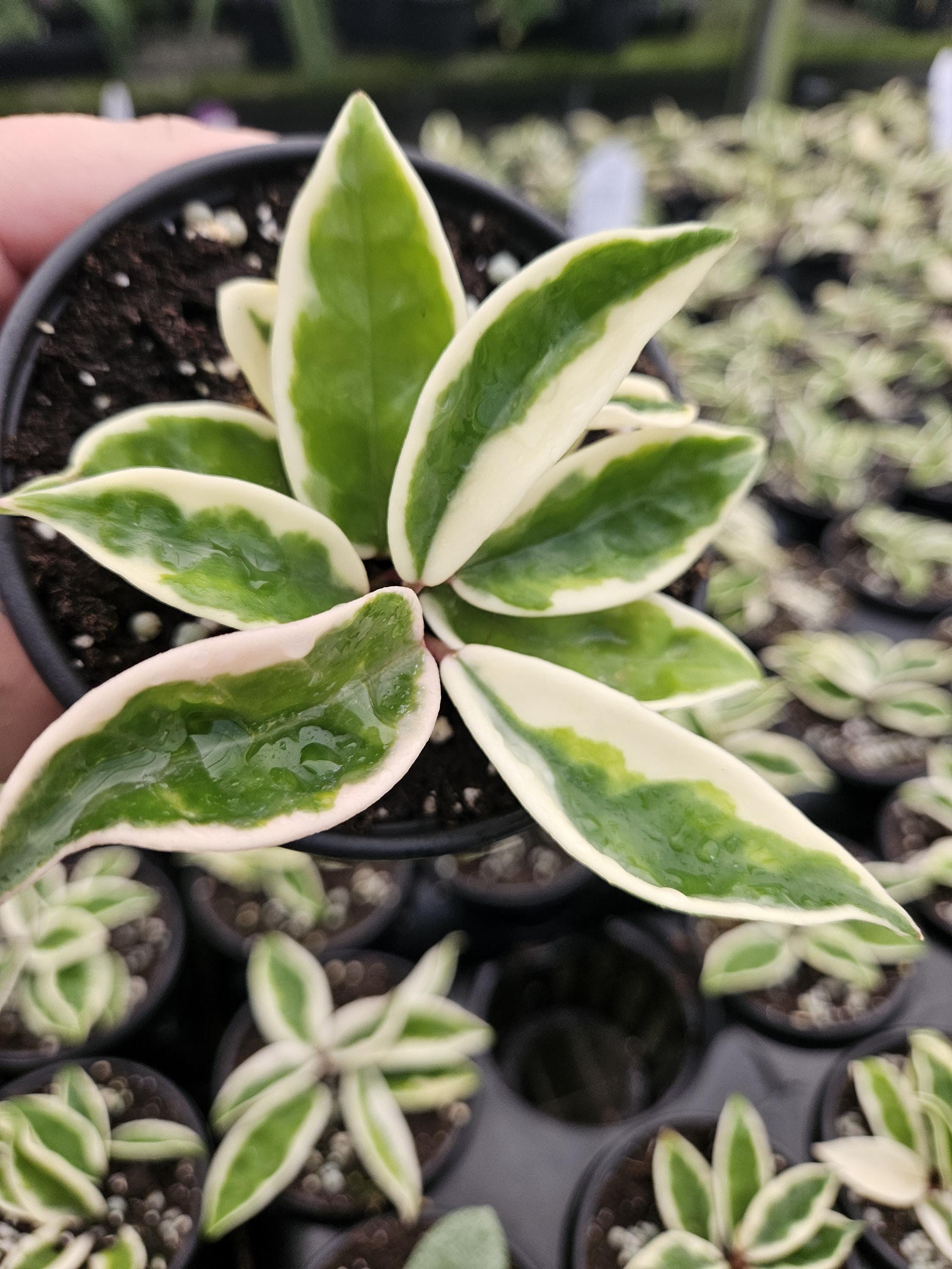 Hoya Krinkle 8 Albo Albomarginata - Etsy
