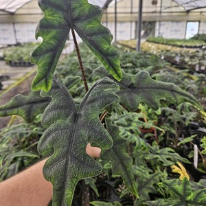 Alocasia jacklyn