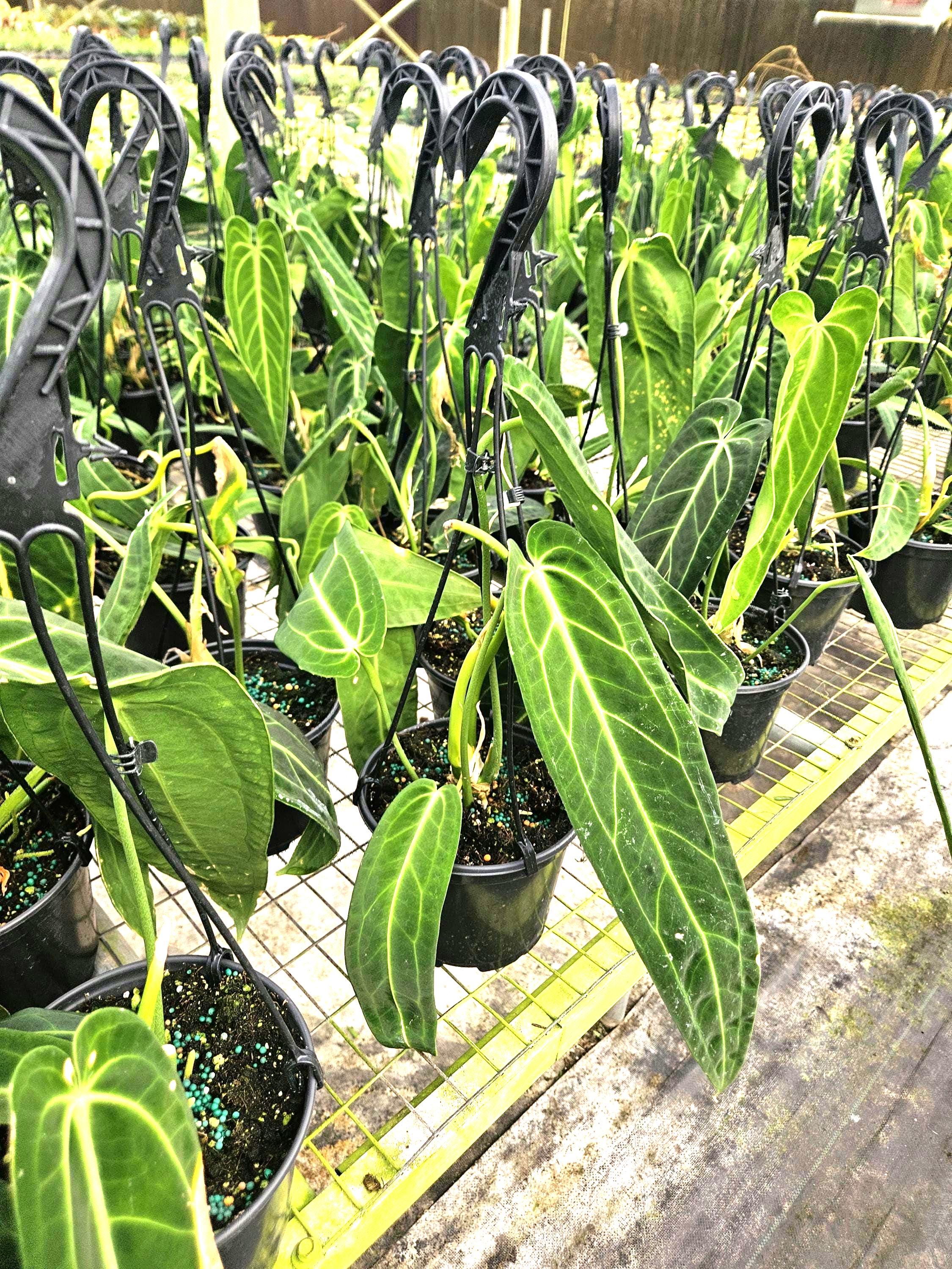 Anthurium Warocqueanum Dark Narrow - Etsy
