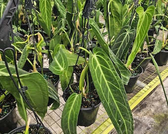 Anthurium Warocqueanum Dark and Narrow Form Starter Plant