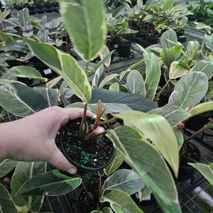 Philodendron Warocqueanum - Etsy