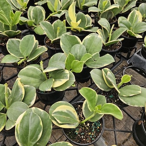 Hoya variegated patchyclada albomarginata albo