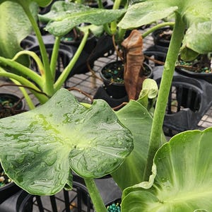 Philodendron rugosum abberent form