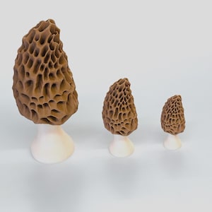 May include: Three brown morel mushrooms with a textured, honeycomb-like appearance. Each mushroom is set on a white, rounded base. The mushrooms vary in size, with the largest on the left and the smallest on the right. The background is a plain white.
