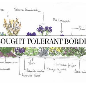 Drought Tolerant Planting Scheme &#39;Full Sun&#39;