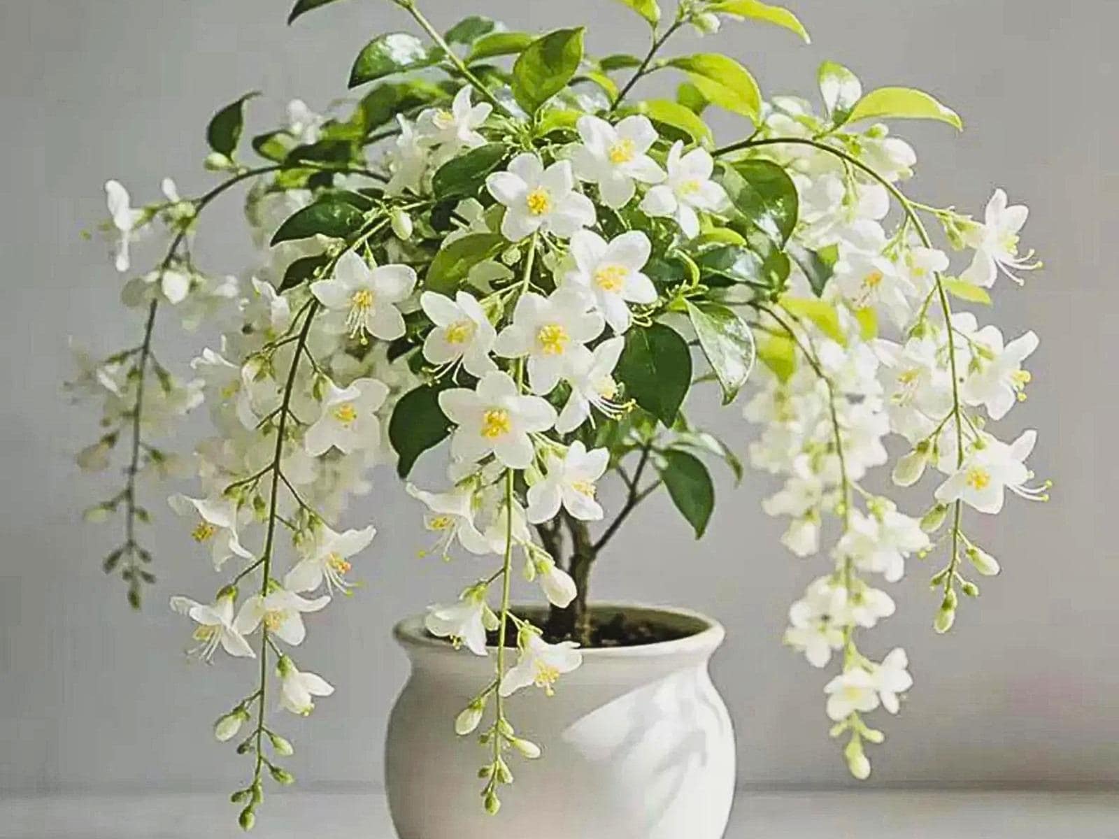 Weeping jasmine - Etsy 日本