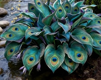200+ Rare Blue Rainbow Hosta Seeds – Kleurrijke, schaduwminnende vaste plant