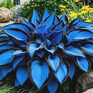 Könnte beinhalten: Eine leuchtend blaue Hosta-Pflanze mit dunklen Rändern und herzförmigen Blättern. Die Pflanze ist von grünem Gras und Steinen umgeben, mit gelben Blumen im Hintergrund. Die auffällige Farbe der Hosta macht sie zu einem Blickfang in einem Garten.