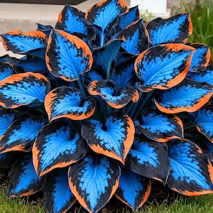 Könnte beinhalten: Eine lebendige Hosta-Pflanze mit großen, herzförmigen Blättern. Die Blätter zeigen eine auffällige Kombination aus Blau, Schwarz und Orange, die einen kräftigen visuellen Kontrast erzeugt. Die Pflanze ist von grünem Gras umgeben.