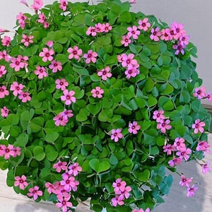 24 bulbos de Oxalis 'Cruz de Hierro' – Bulbos de trébol de la suerte para plantar, bulbos de flores perennes para macetas de interior, jardines exteriores y decoración del hogar.