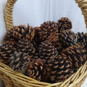 Può includere: Un cesto di vimini pieno di pigne marroni. Le pigne variano per dimensioni e tonalità, dal marrone chiaro al marrone scuro. Il cesto ha un manico intrecciato ed è realizzato con materiali naturali.