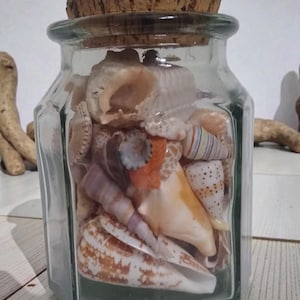 Seashell Collection in Octagon Glass Jar: Coastal Decor by Ben Rickert