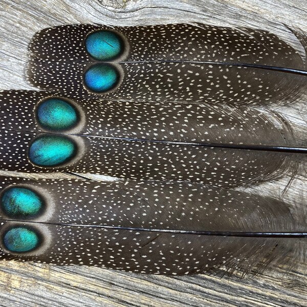 RARE Germain’s Peacock Pheasant feathers - rare feathers, exotic feathers, eyed feathers, unique feathers, pheasant feathers, cruelty free