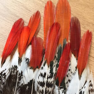 Lady Amherst Pheasant feathers / natural feathers, real feathers, unique feathers, smudge feathers, unusual feathers, orange tip, patterned image 2