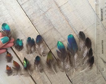 Rare Set Of 16 Himalayan Monal Pheasant Iridescent Feathers Metallic Feathers Rare Feathers Unique Feathers Natural Feathers Impeyan Rare Set Of 16 Himalayan Monal Pheasant Iridescent Feathers Metallic Feathers Rare Feathers Unique Feathers Natural Feathers Impeyan