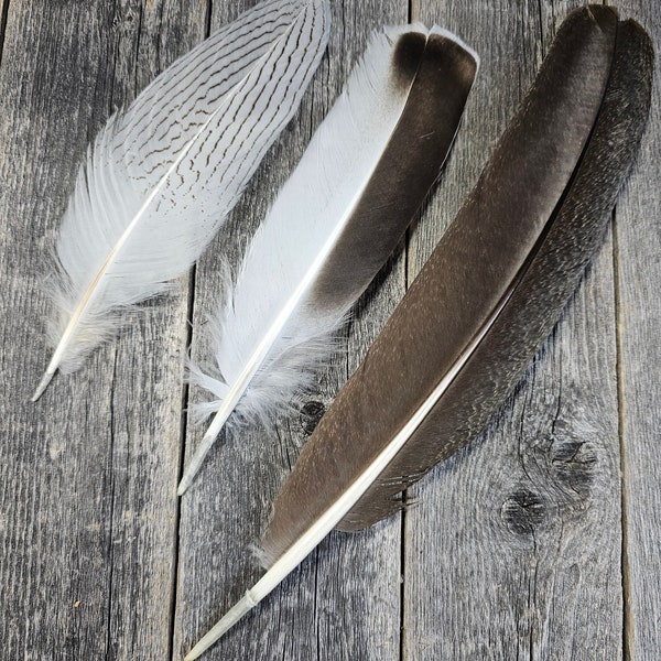 SALE Set of 3 feathers - cruelty free, natural feathers, real feathers, exotic feathers, big feathers, unique feathers, iridescent 5j3