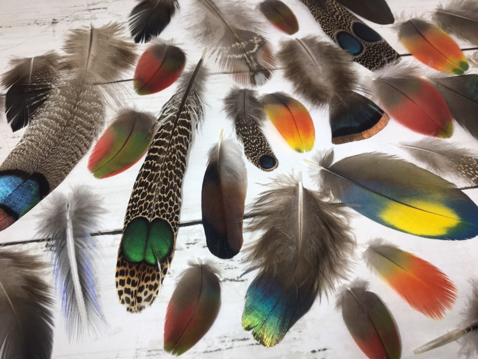 Rare Feathers Collection Rare Feathers Cruelty Free Etsy