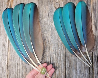 Green-winged Macaw wing feathers - big feathers, natural blue feathers, parrot feathers, cruelty free, macaw feathers, turquoise feathers