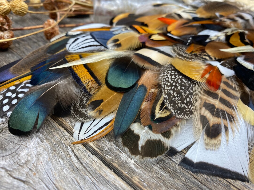 MULTIPACK Natural Feathers Eco Friendly Feathers, Organic Feathers