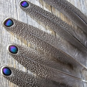 RARE Gray Peacock Pheasant feathers rare feathers, iridescent feathers, unique feathers, natural feathers, smudge feathers, cruelty free image 8