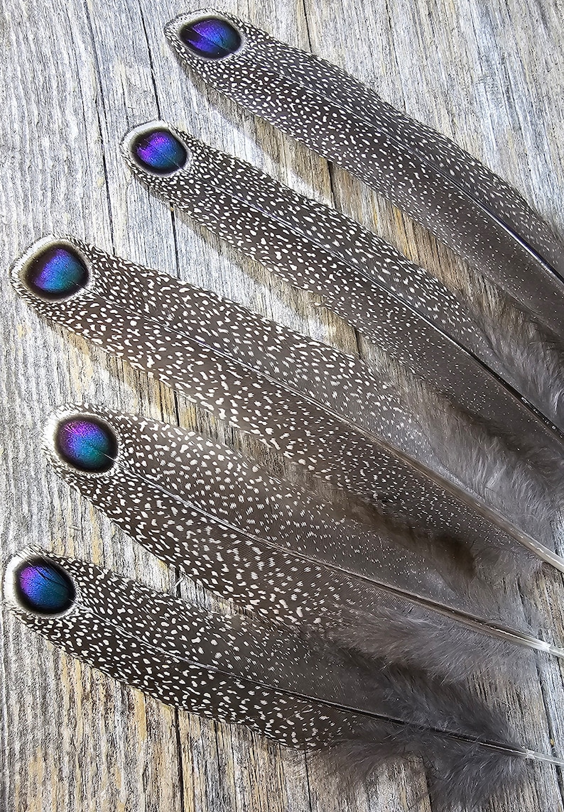 RARE Gray Peacock Pheasant feathers rare feathers, iridescent feathers, unique feathers, natural feathers, smudge feathers, cruelty free image 8