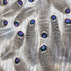 RARE Gray Peacock Pheasant feathers rare feathers, iridescent feathers, unique feathers, natural feathers, smudge feathers, cruelty free image 2