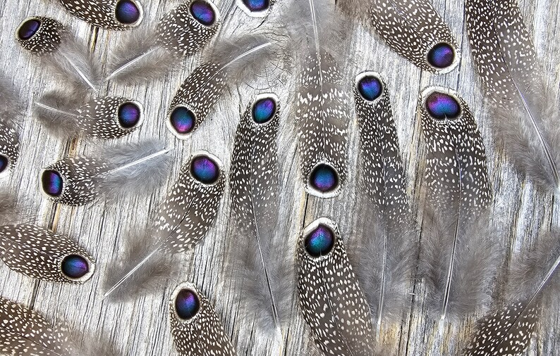 RARE Gray Peacock Pheasant feathers rare feathers, iridescent feathers, unique feathers, natural feathers, smudge feathers, cruelty free image 2