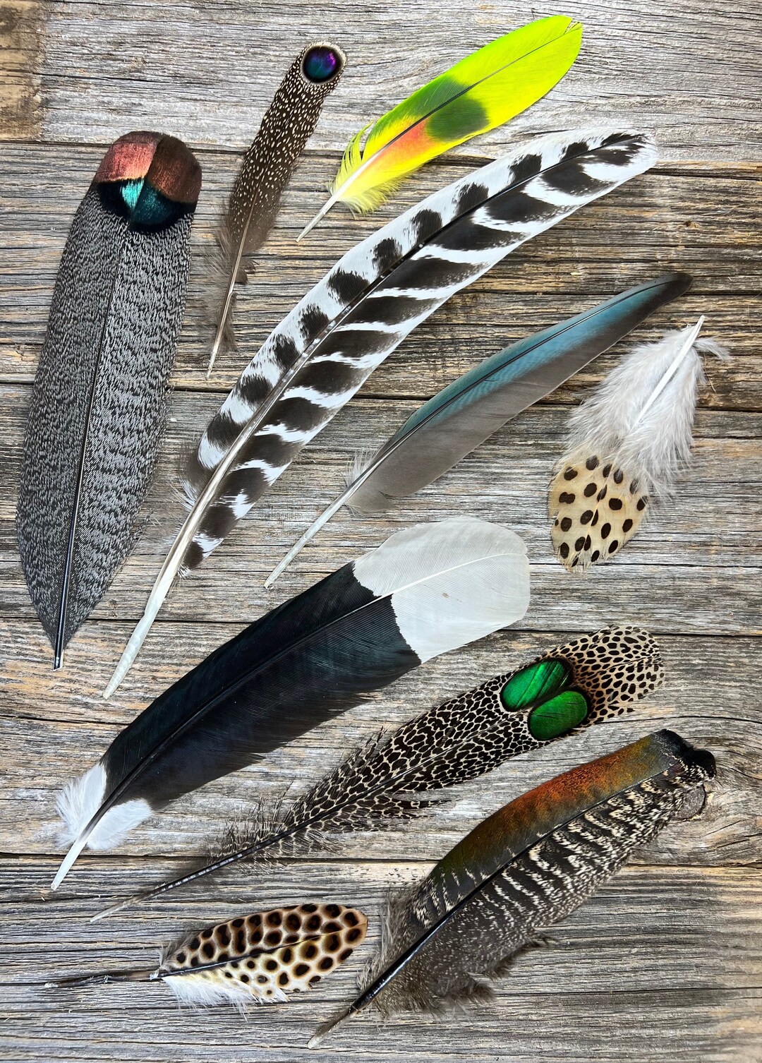 RARE Set of 9 Feathers Cruelty Free, Iridescent, Rare Feathers, Unique