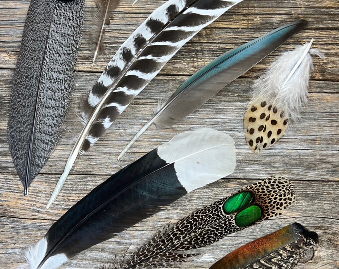 RARE Set of 9 Feathers Cruelty Free, Iridescent, Rare Feathers, Unique