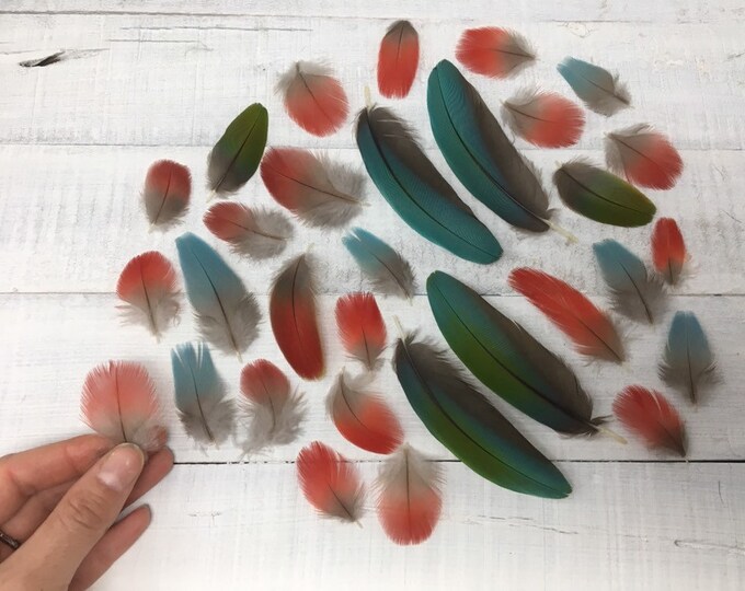 Set of 30 Scarlet Macaw Feathers Cruelty Free, Colorful Feathers