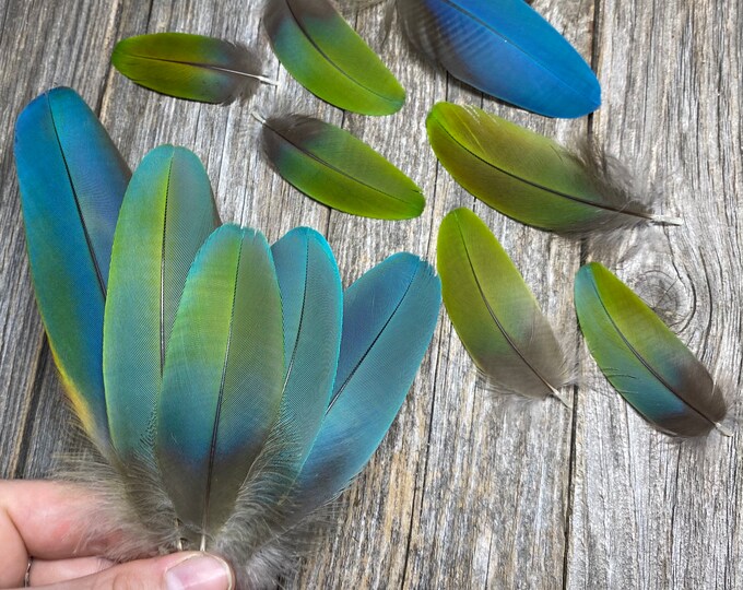 Vibrant Set of 12 Macaw Feathers Cruelty Free, Natural Feathers, Exotic