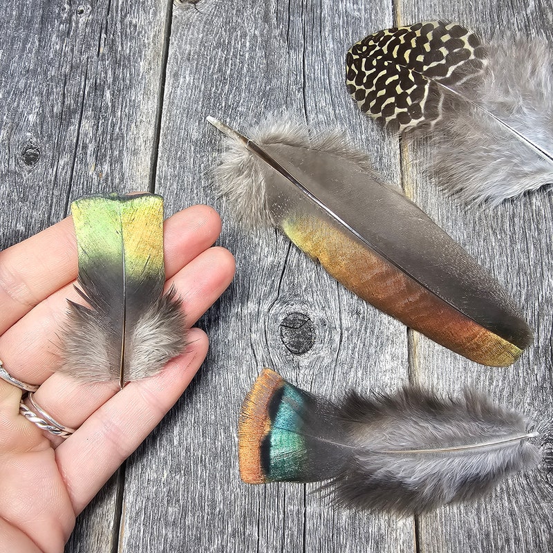 World's Rarest Feather Exotic Feathers - Etsy