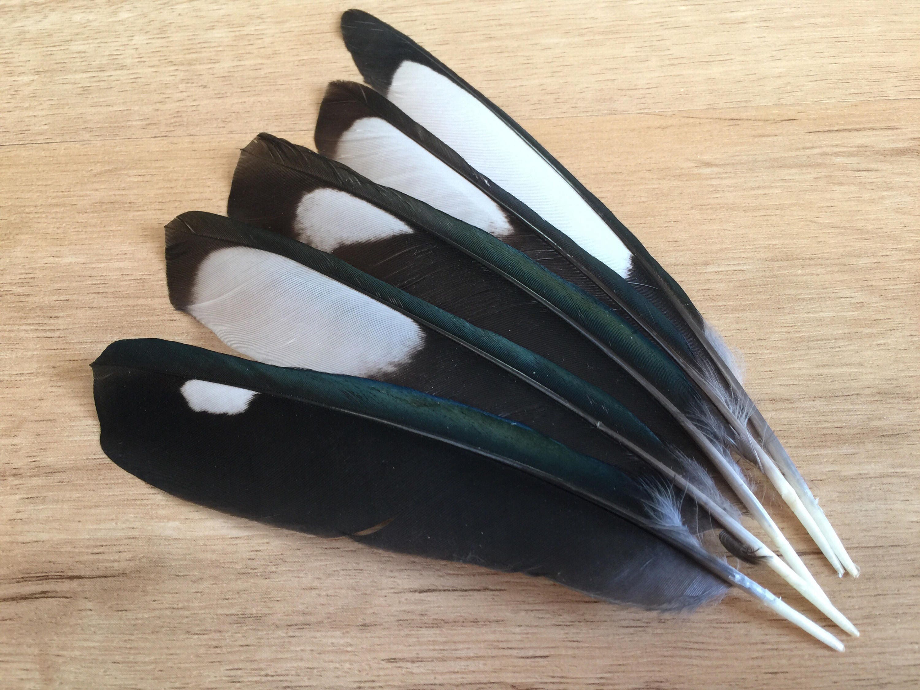 Plumes de Pie eurasienne corvidés plumes naturelles plumes Etsy