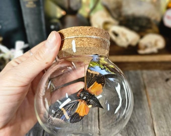 Fiery Cicada Dome - entomological curiosity, nature oddities, nature lover gift, insect collection, natural history, nature study, insect