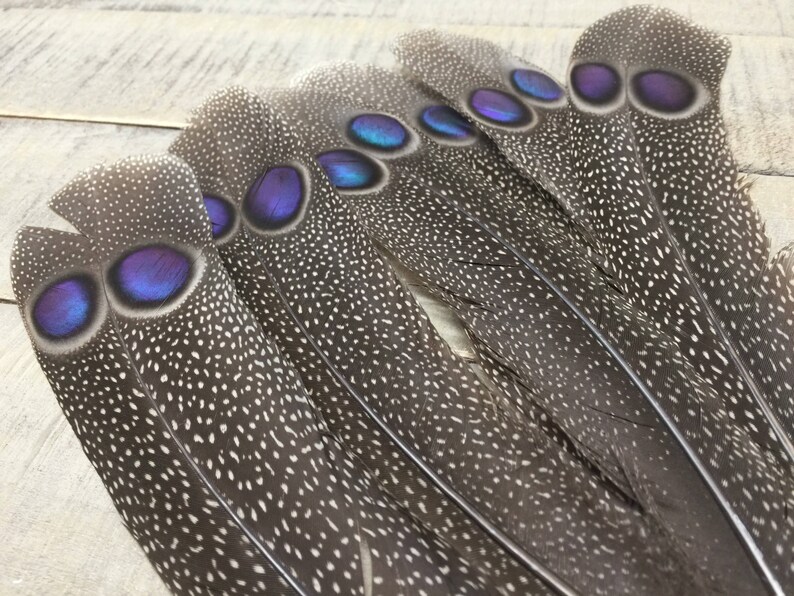 RARE Peacock Pheasant Tail Feather Cruelty Free Rare Etsy