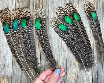 RARE Single-Eyed Malayan Peacock-pheasant - cruelty free, rare feathers, iridescent feathers, unique feathers, nature curio, smudge feathers