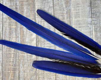 RARE Hyacinth Macaw tail feather - parrot feather, cruelty free, smudge feather, rare feather, unique feather, long feather