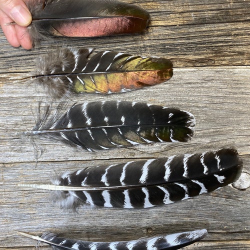 SALE RARE Set of 5 Ocellated Turkey feathers - shops rare feathers, unique feathers, smudge feathers, natural feathers, iridescent feather 8M2