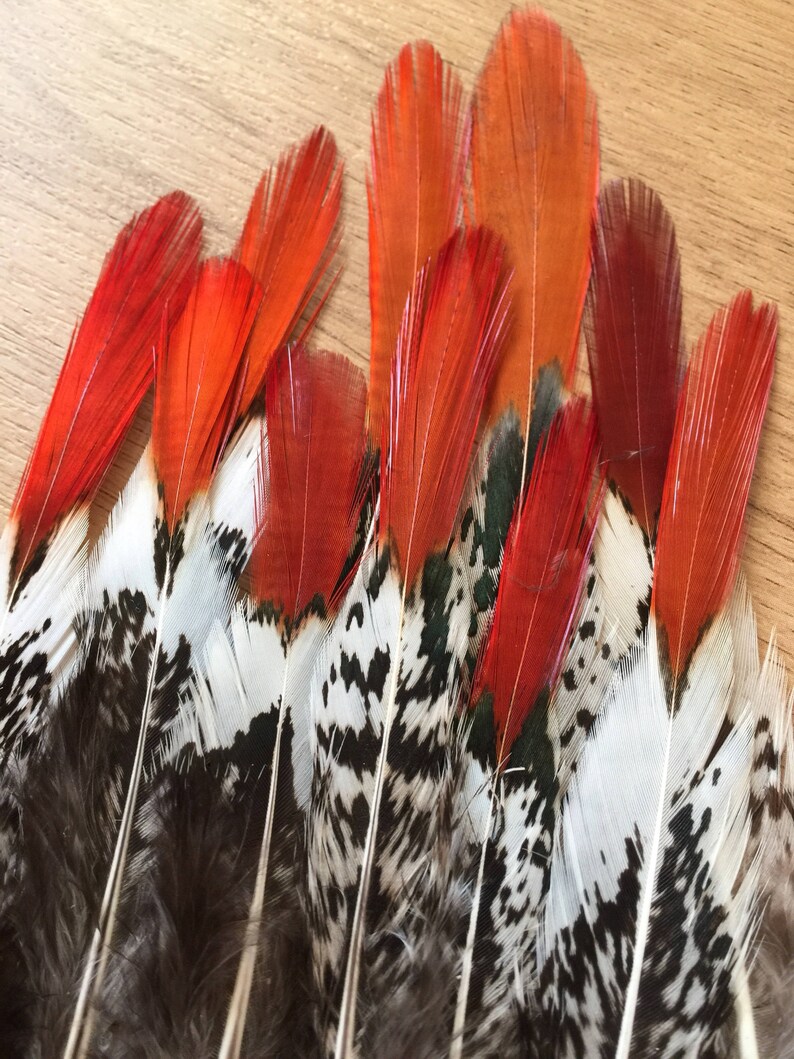 Lady Amherst Pheasant feathers / natural feathers, real feathers, unique feathers, smudge feathers, unusual feathers, orange tip, patterned image 2