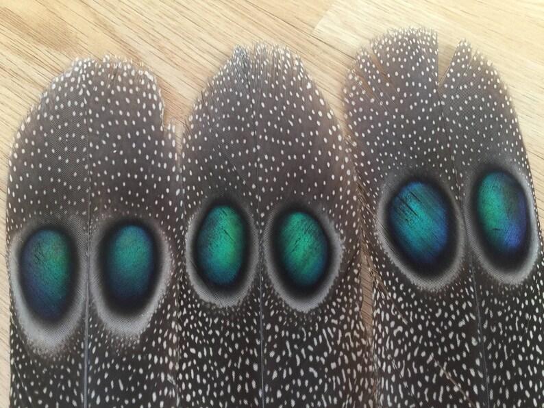 RARE Peacock Pheasant tail feather cruelty free rare Etsy
